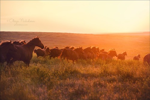 дикие лошади ◆ wild horses
