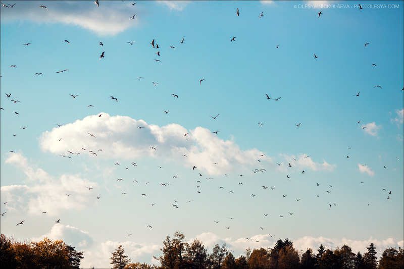 Пейзаж ◆ Landscape