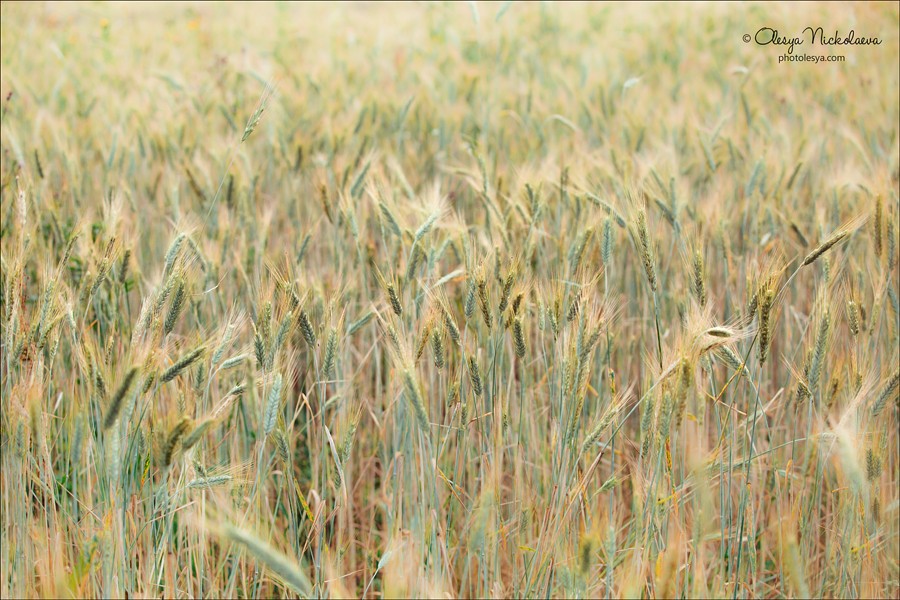 Пейзаж ◆ Landscape