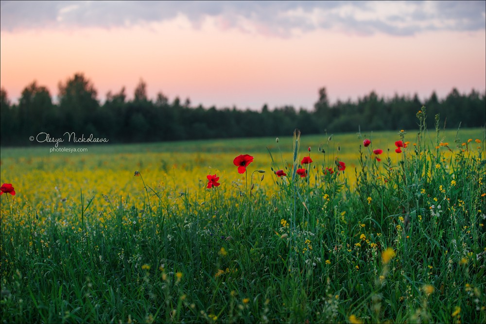 Пейзаж ◆ Landscape