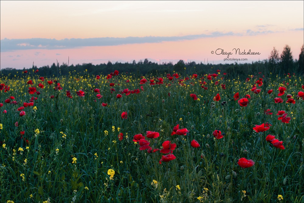 Пейзаж ◆ Landscape