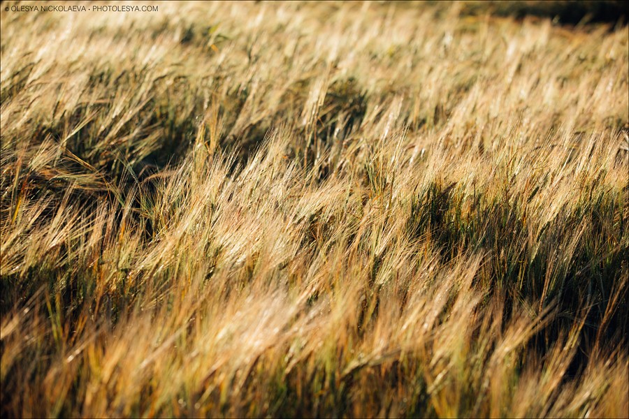 Пейзаж ◆ Landscape