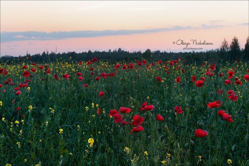 Пейзаж ◆ Landscape