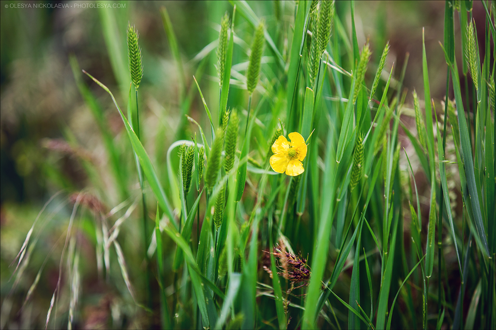 Растения ◆ Plants
