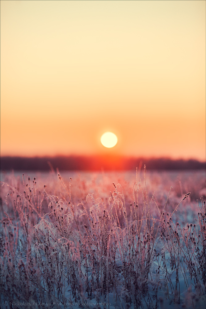 Растения ◆ Plants