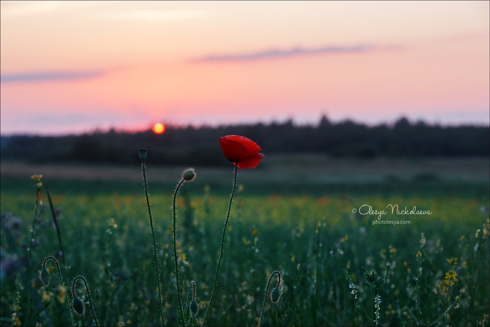 Растения ◆ Plants