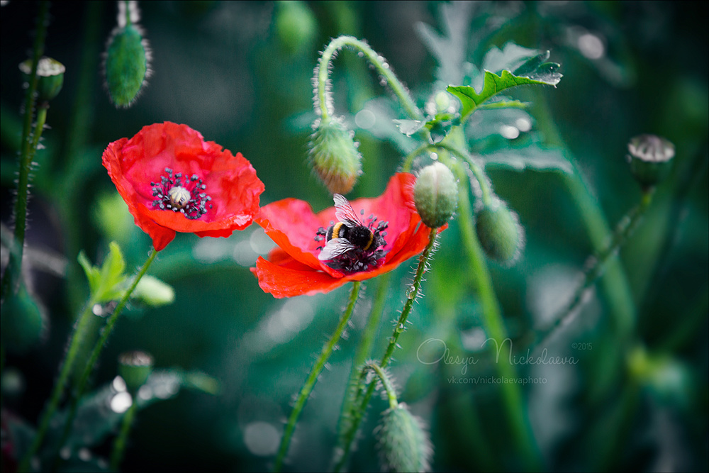 Растения ◆ Plants