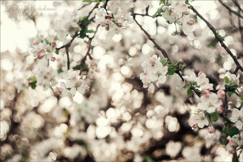 Растения ◆ Plants