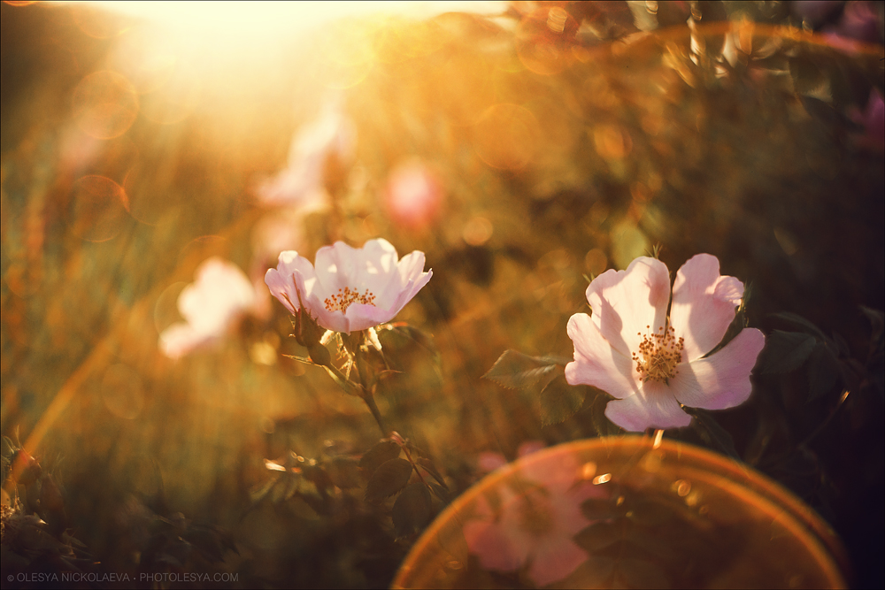 Растения ◆ Plants