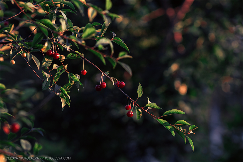 Растения ◆ Plants