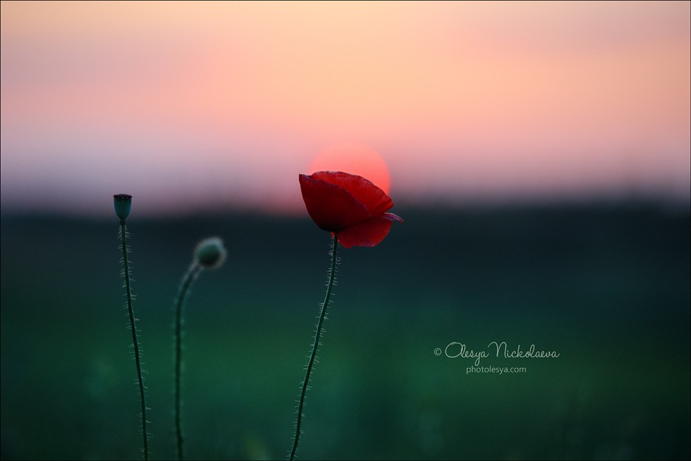 Растения ◆ Plants