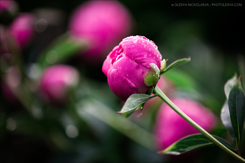 Растения ◆ Plants
