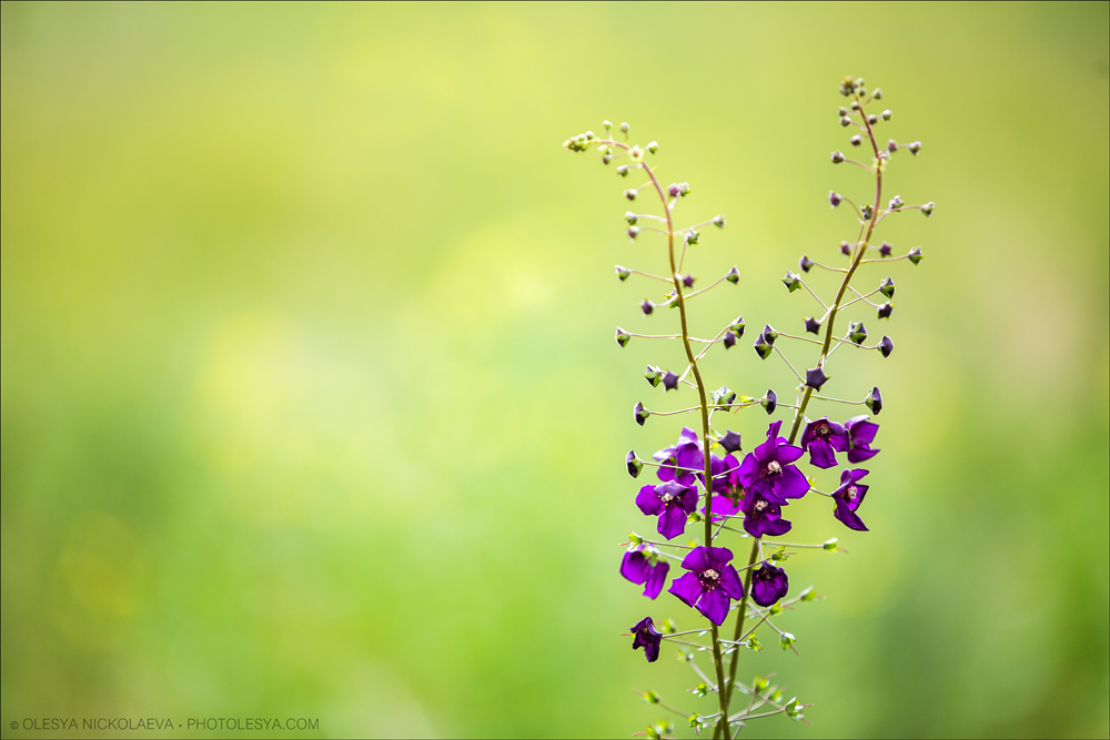 Растения ◆ Plants