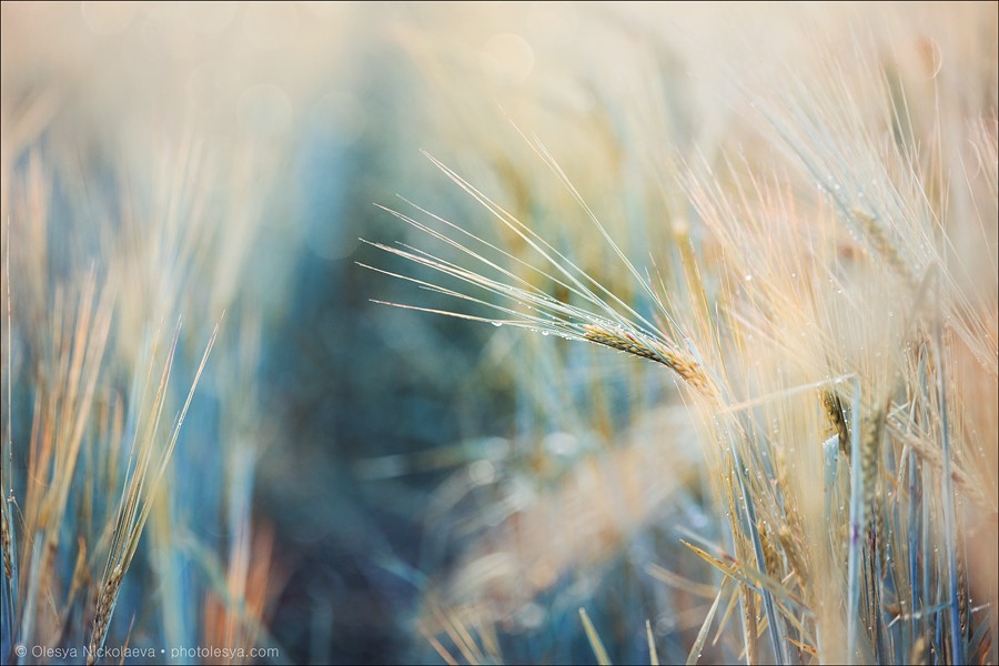 Растения ◆ Plants