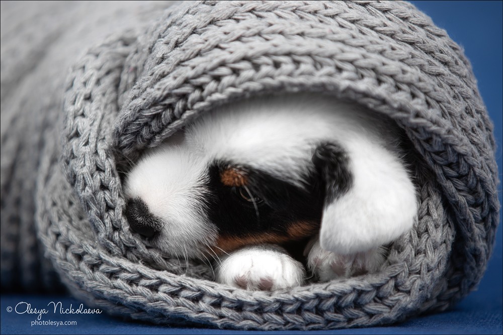 щенки ◆ puppies