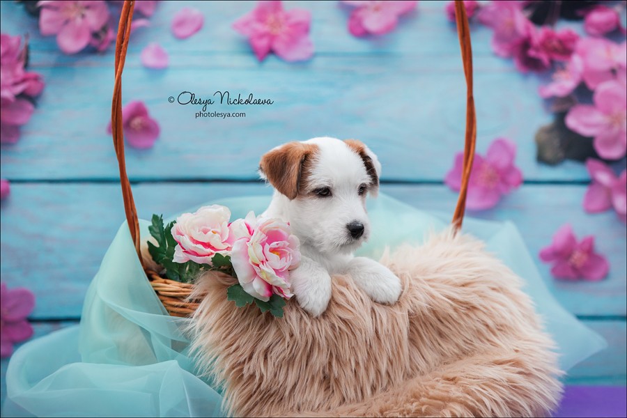 щенки ◆ puppies