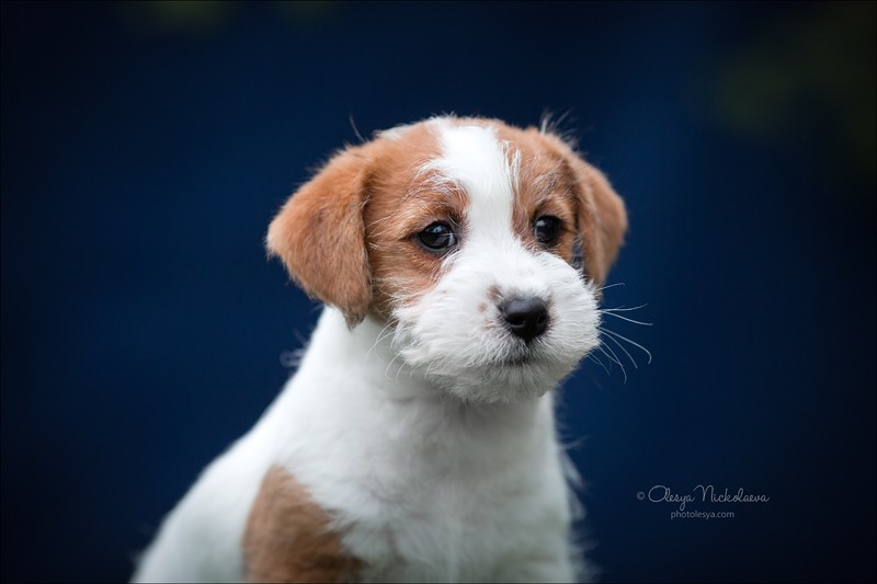 щенки ◆ puppies