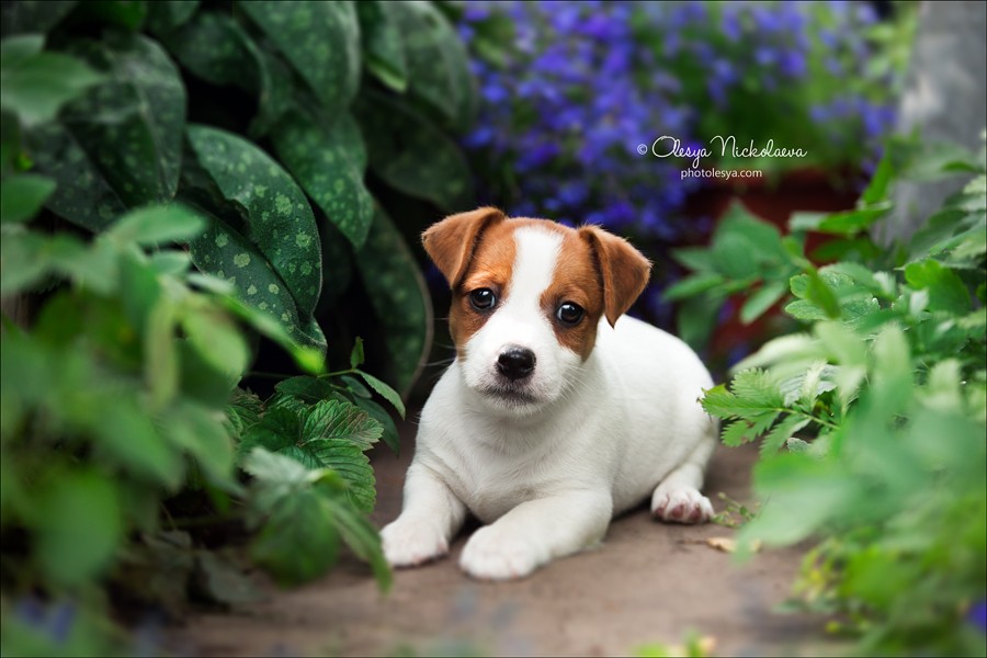 щенки ◆ puppies