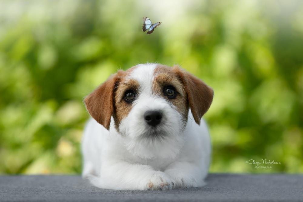 щенки ◆ puppies