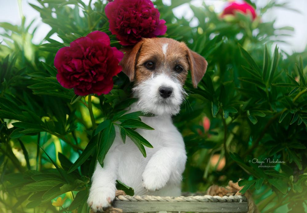 щенки ◆ puppies