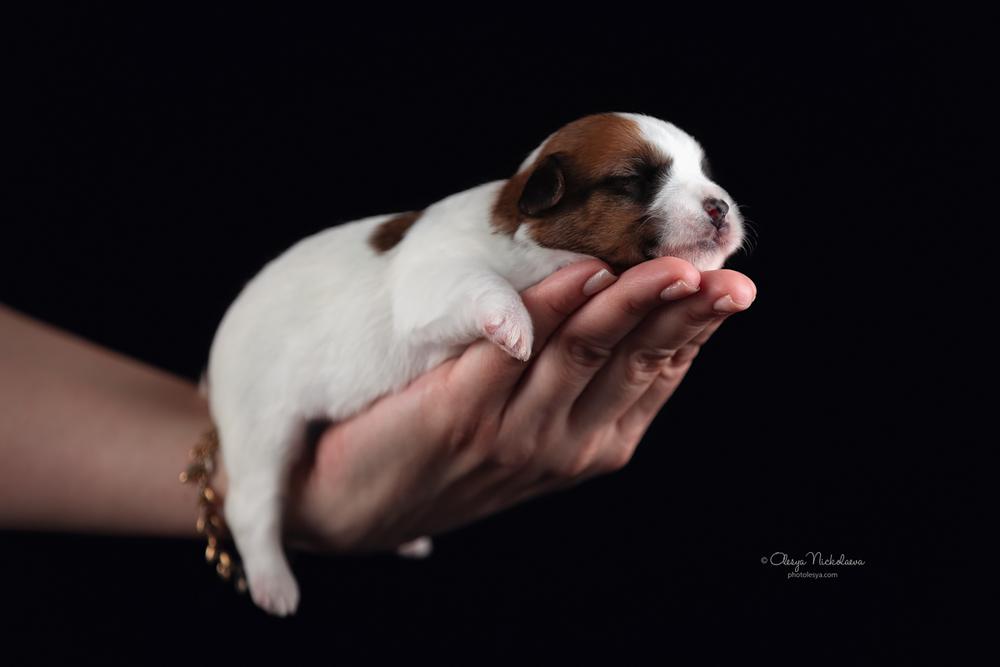 щенки ◆ puppies