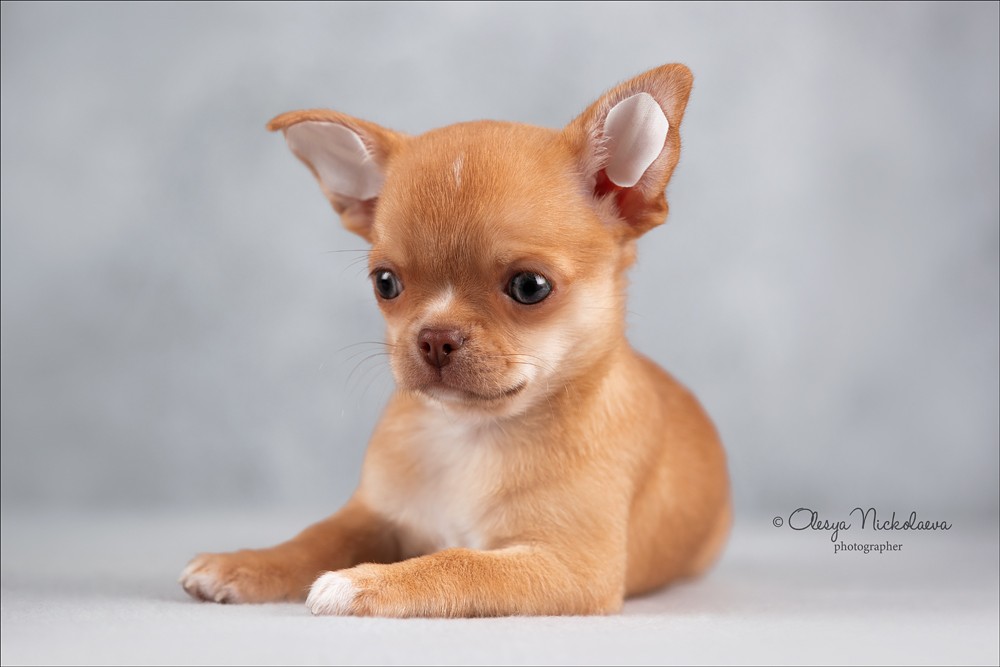 щенки ◆ puppies
