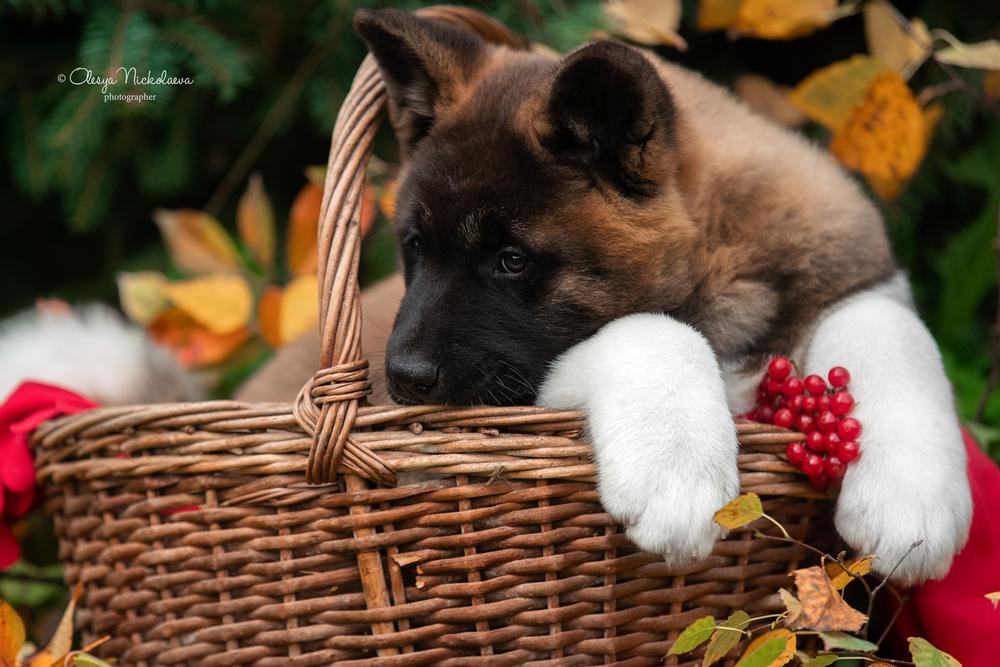 щенки ◆ puppies