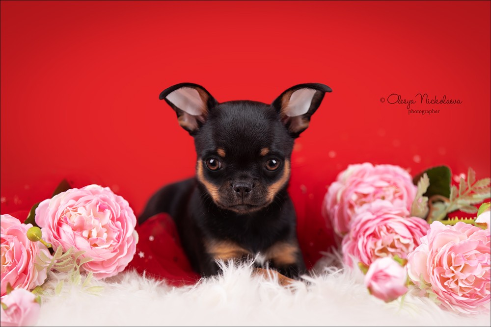 щенки ◆ puppies