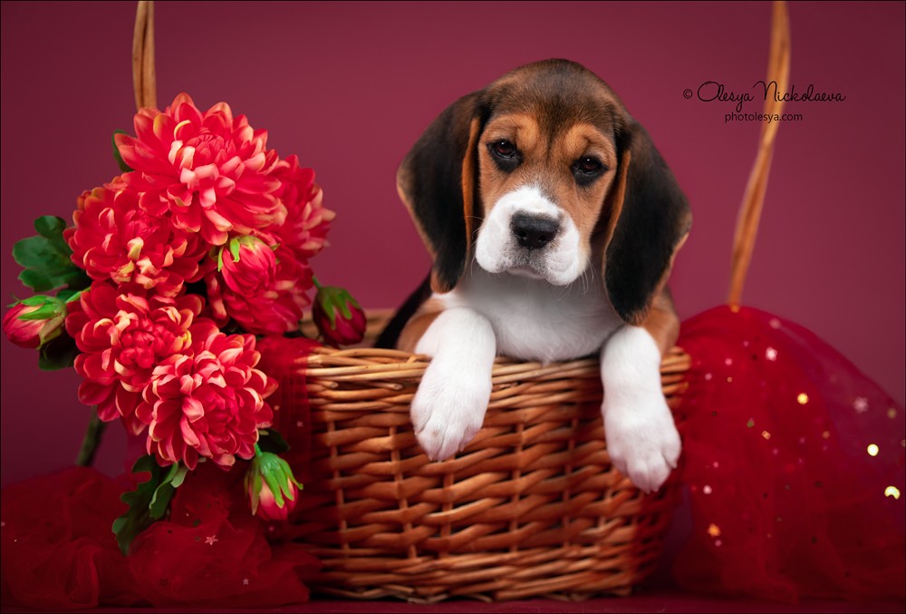 щенки ◆ puppies