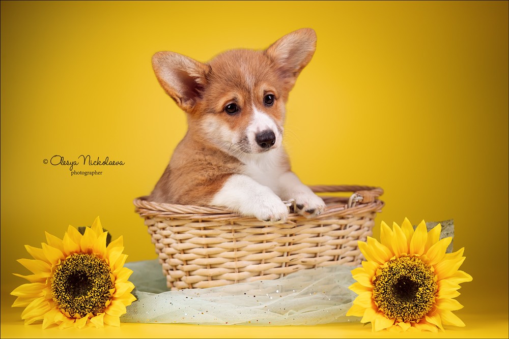 щенки ◆ puppies