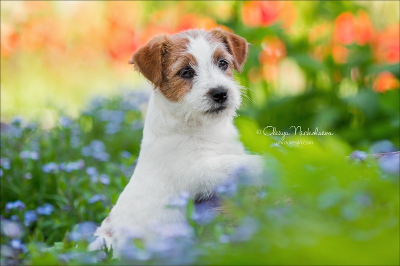 щенки ◆ puppies