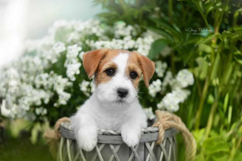 щенки ◆ puppies