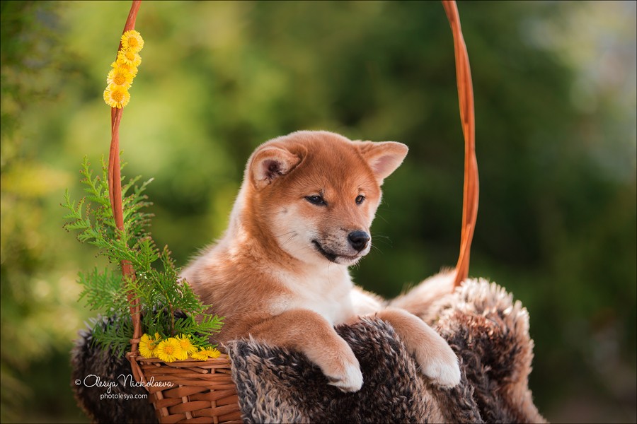щенки ◆ puppies