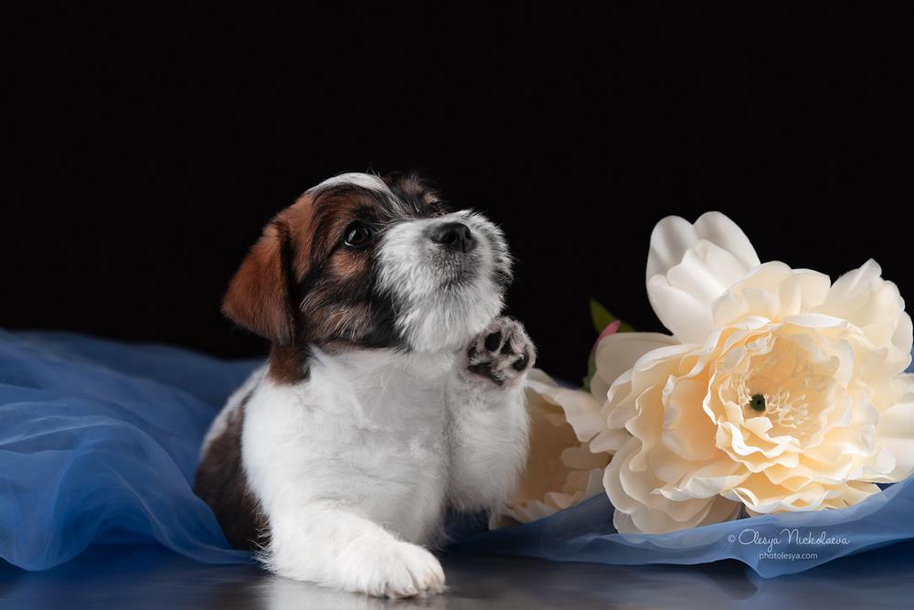щенки ◆ puppies