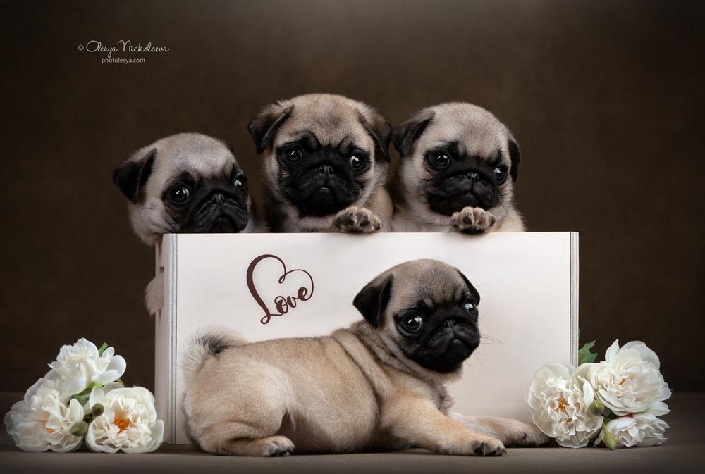 щенки ◆ puppies