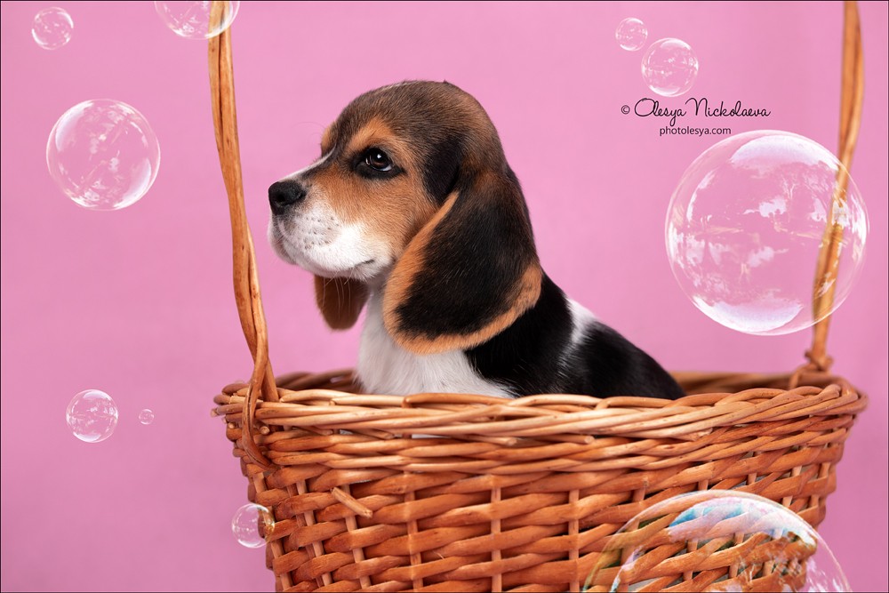 щенки ◆ puppies