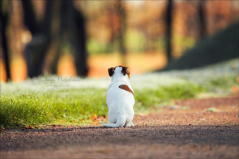 щенки ◆ puppies