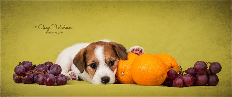 щенки ◆ puppies