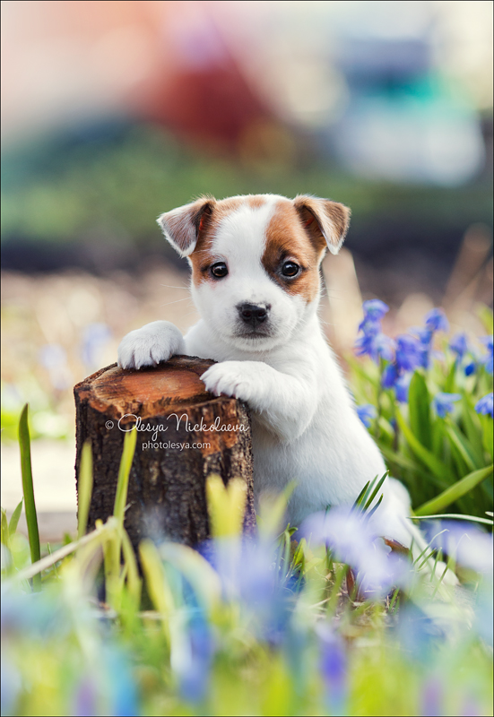 щенки ◆ puppies