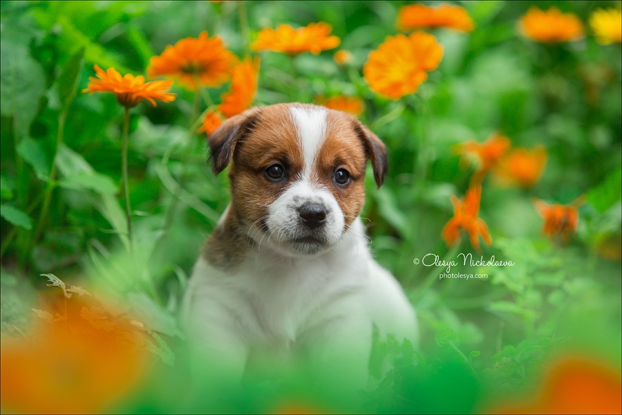 щенки ◆ puppies
