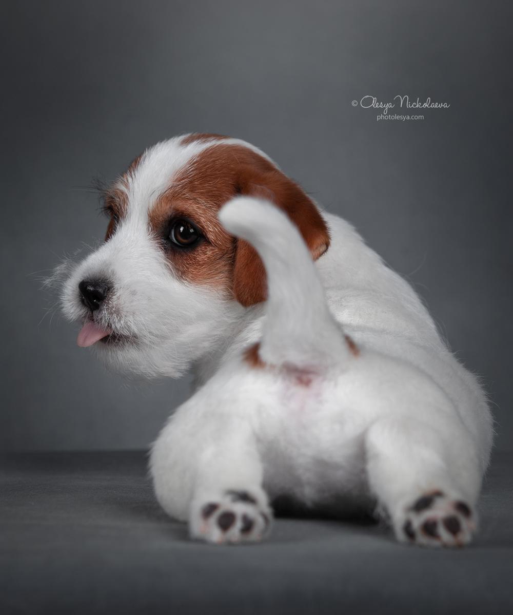 щенки ◆ puppies