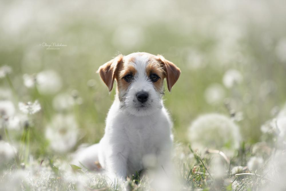 щенки ◆ puppies
