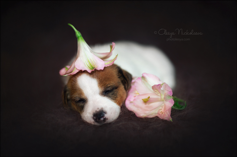 щенки ◆ puppies