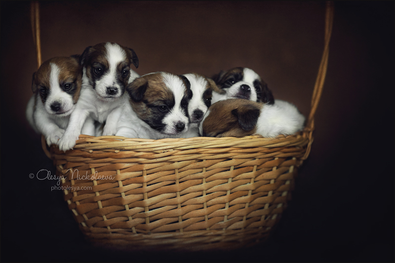 щенки ◆ puppies