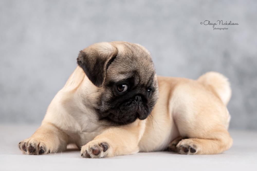 щенки ◆ puppies