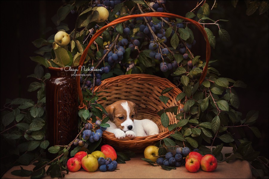 щенки ◆ puppies