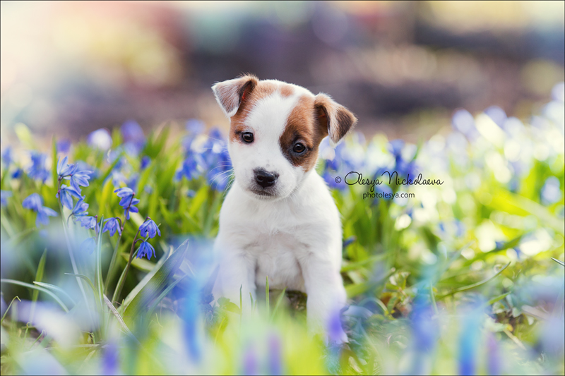 щенки ◆ puppies