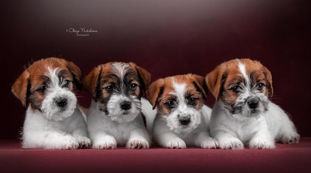 щенки ◆ puppies