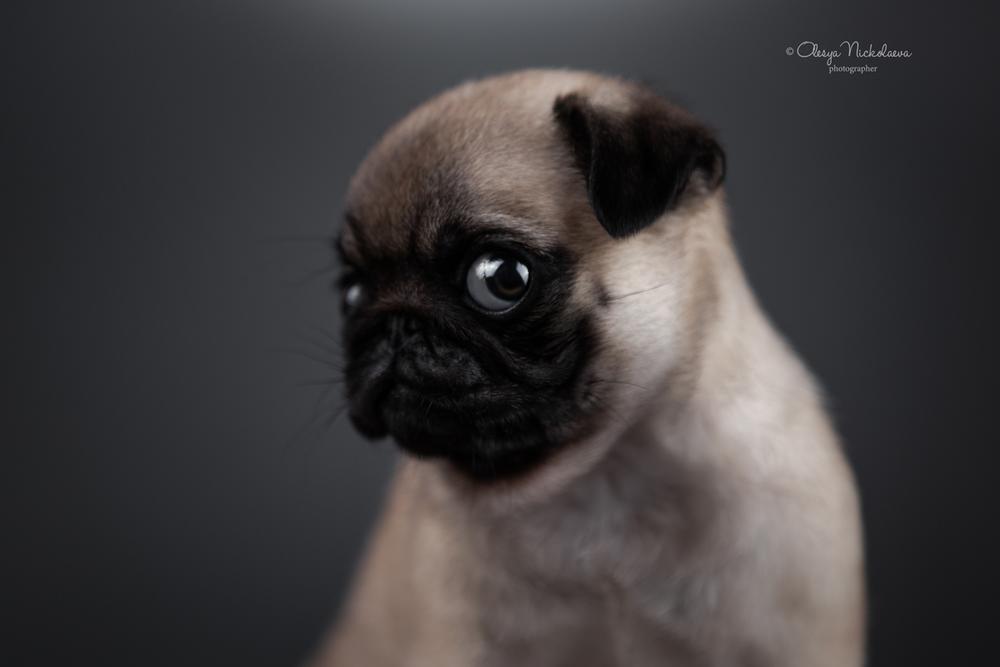 щенки ◆ puppies
