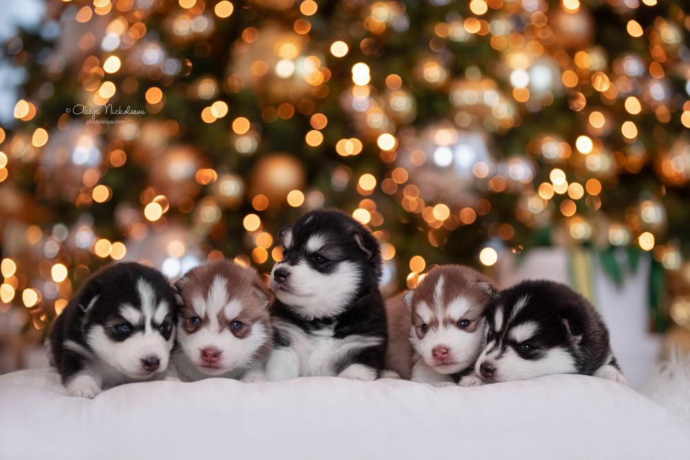 щенки ◆ puppies